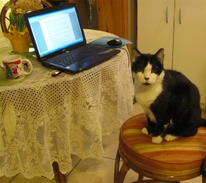 Cat at computer