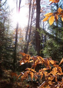 York Forest in Autumn